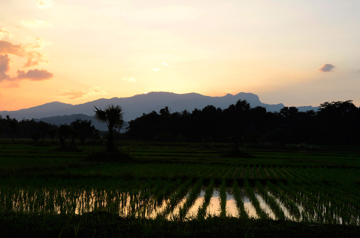 Sunrise-Ricefields