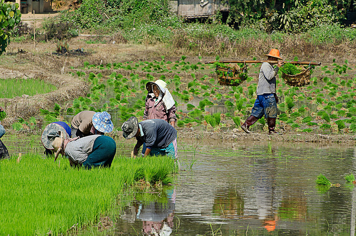 Chiang Rai Rice Fields