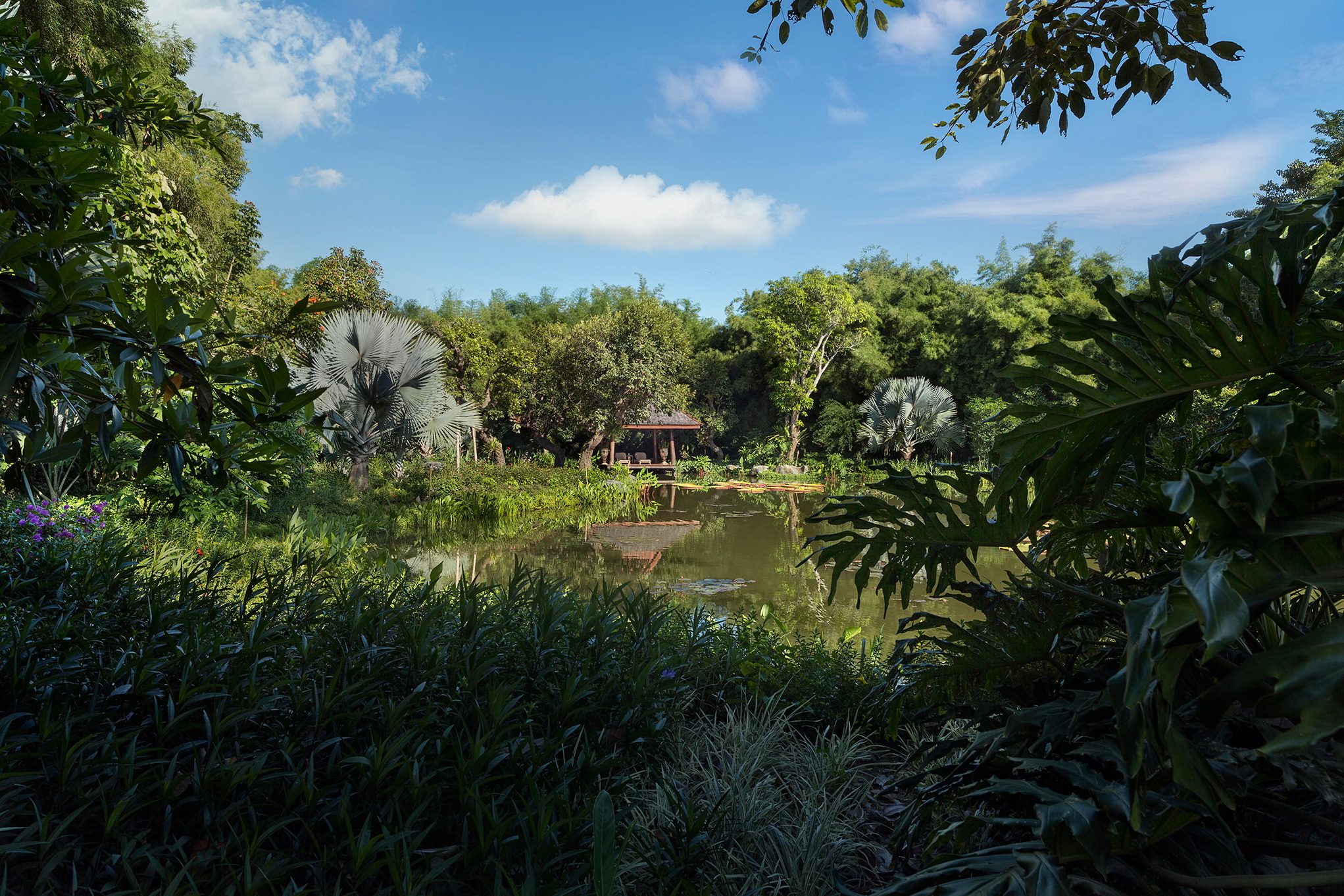 Lotus Pond and Sala